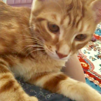 Tekir Kedi, Kedi  münir bey fotoğrafı