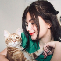Tekir Kedi, Kedi  münir bey fotoğrafı