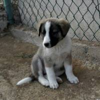 Alman Çoban Köpeği, Köpek  Şirin fotoğrafı