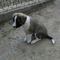 Alman Çoban Köpeği, Köpek  Şirin fotoğrafı