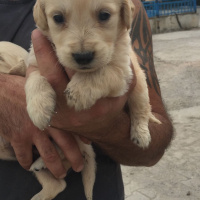 Golden Retriever, Köpek  Ares fotoğrafı