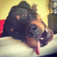 Rottweiler, Köpek  Lucas fotoğrafı