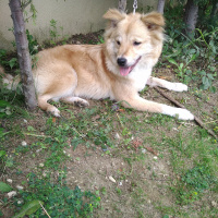 Pappilon, Köpek  Luna fotoğrafı