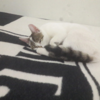 Tekir Kedi, Kedi  Pamuk fotoğrafı