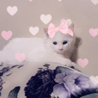 American Shorthair, Kedi  Betty ve büdü fotoğrafı