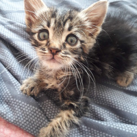 American Shorthair, Kedi  Betty ve büdü fotoğrafı