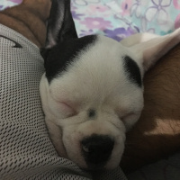 Fransız Bulldog, Köpek  Leo fotoğrafı