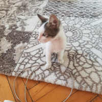 Tekir Kedi, Kedi  Adıhenüzyok fotoğrafı