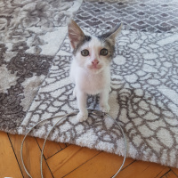 Tekir Kedi, Kedi  Adıhenüzyok fotoğrafı