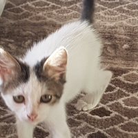 Tekir Kedi, Kedi  Adıhenüzyok fotoğrafı