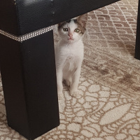 Tekir Kedi, Kedi  Adıhenüzyok fotoğrafı