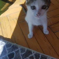 Tekir Kedi, Kedi  Adıhenüzyok fotoğrafı