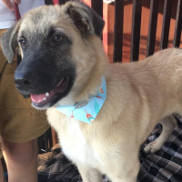 Kangal, Köpek  Rüzgar fotoğrafı