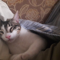 Tekir Kedi, Kedi  Paşa fotoğrafı