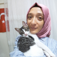 Tekir Kedi, Kedi  Paşa fotoğrafı