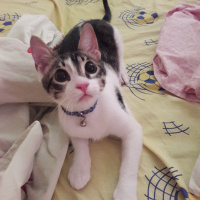 Tekir Kedi, Kedi  Paşa fotoğrafı