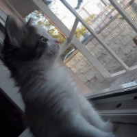 Tekir Kedi, Kedi  Paşa fotoğrafı