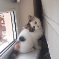 Tekir Kedi, Kedi  Paşa fotoğrafı