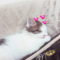 Tekir Kedi, Kedi  Paşa fotoğrafı