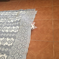 Tekir Kedi, Kedi  Pati fotoğrafı