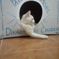 Tekir Kedi, Kedi  Pati fotoğrafı