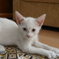 Ankara Kedisi, Kedi  Pamuk fotoğrafı