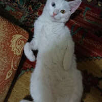 Ankara Kedisi, Kedi  Pamuk fotoğrafı