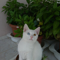 Ankara Kedisi, Kedi  Pamuk fotoğrafı