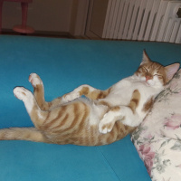 Sarman, Kedi  Aslan fotoğrafı