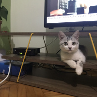 Tekir Kedi, Kedi  çakıl fotoğrafı