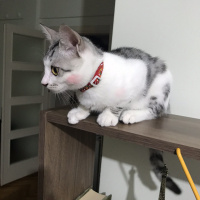 Tekir Kedi, Kedi  çakıl fotoğrafı