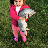 Scottish Fold, Kedi  ÇAKIL fotoğrafı