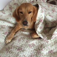 Golden Retriever, Köpek  FINDIK fotoğrafı