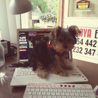 Yorkshire Terrier, Köpek  goffy fotoğrafı
