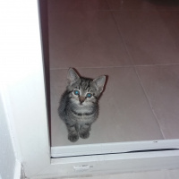 Tekir Kedi, Kedi  Elmas fotoğrafı