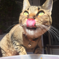 Tekir Kedi, Kedi  Turşu fotoğrafı