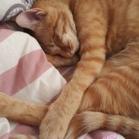 Sarman, Kedi  Tuta fotoğrafı