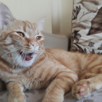 Sarman, Kedi  Tuta fotoğrafı