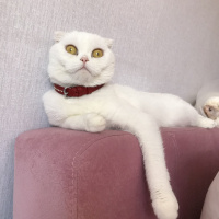 Scottish Fold, Kedi  Çilek fotoğrafı