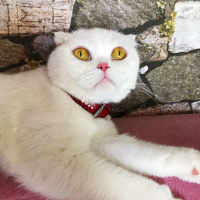 Scottish Fold, Kedi  Çilek fotoğrafı