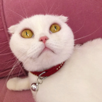 Scottish Fold, Kedi  Çilek fotoğrafı