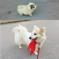 Amerikan Eskimo, Köpek  Asi fotoğrafı