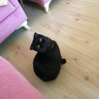 Scottish Fold, Kedi  Üzüm fotoğrafı