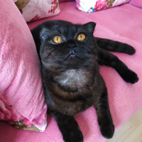 Scottish Fold, Kedi  Üzüm fotoğrafı