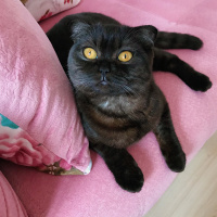 Scottish Fold, Kedi  Üzüm fotoğrafı