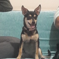 Chihuahua, Köpek  Sisi fotoğrafı