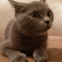 British Shorthair, Kedi  Alf fotoğrafı