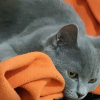 British Shorthair, Kedi  Alf fotoğrafı