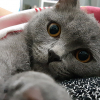 British Shorthair, Kedi  Alf fotoğrafı