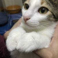Tekir Kedi, Kedi  Meli fotoğrafı